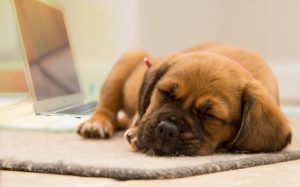 Süßer schlafender Hund